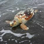 tartaruga-spiaggia-di-ciraccio