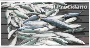 novellame tonno rosso requestrato a procida e1442898915874