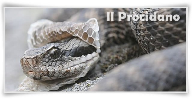 cambio casacca politica