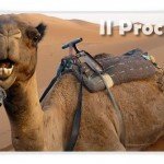 pagare denaro vedere cammello