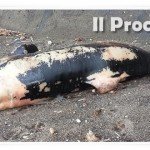 tursiope delfino spiaggiato