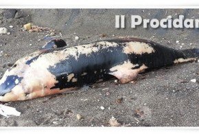 tursiope delfino spiaggiato