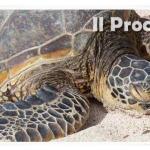 caretta caretta morta