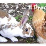 galline e conigli abbandonati