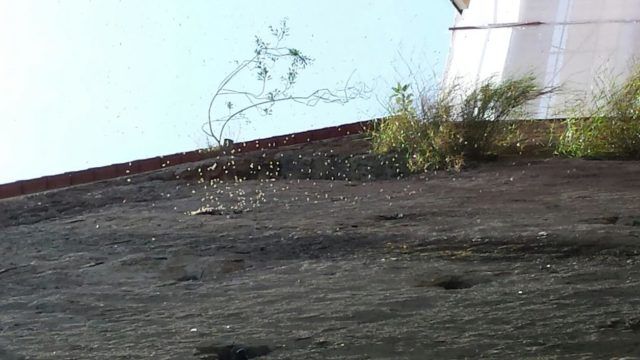 Nido di vespe e1460909978159