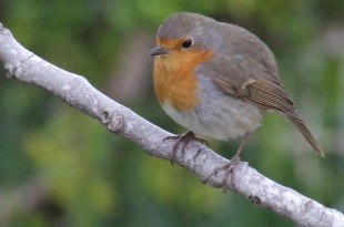 Pettirosso Vivara e1460317988811