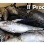 sequestro tonni
