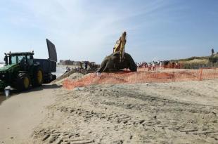 Cetaceo rimosso a Castel Volturno