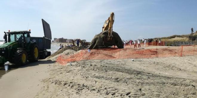 Cetaceo rimosso a Castel Volturno