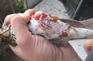 uccelli feriti