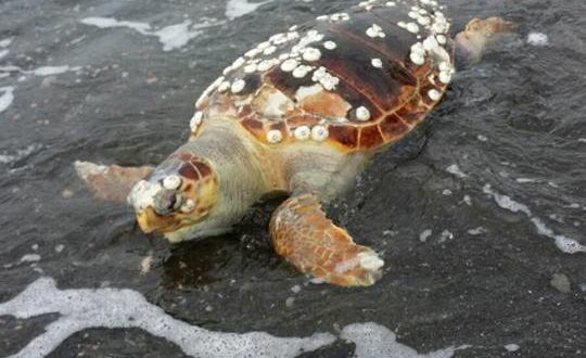 Tartaruga spiaggia di ciraccio