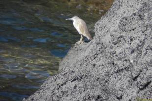 Sgarza ciuffetto Vivara