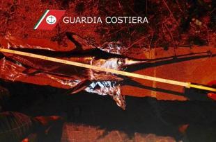 Guardia costiera Ischia pescespada