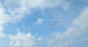 Gabbiano foto di Giuseppina De Rienzo