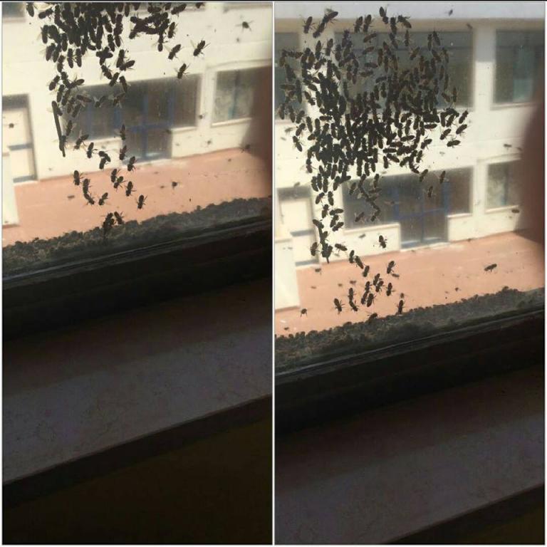 Api a scuola