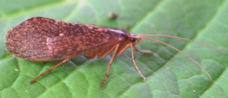 Mesophylax aspersus