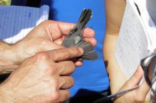 Inanellamento uccelli Vivara