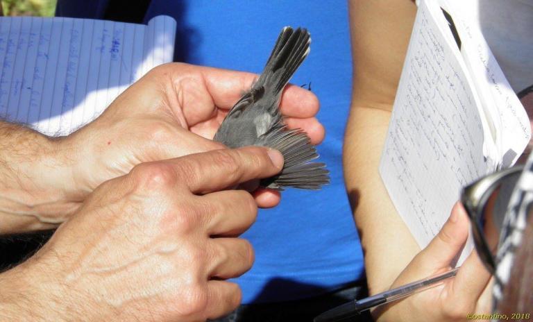 Inanellamento uccelli Vivara