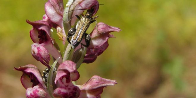 Orchidea Vivara e1528436212501