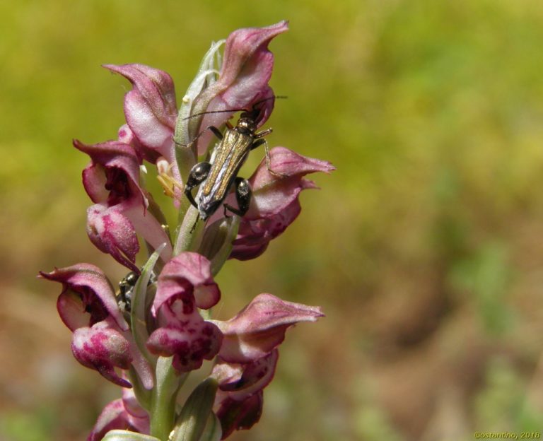 Orchidea Vivara e1528436212501