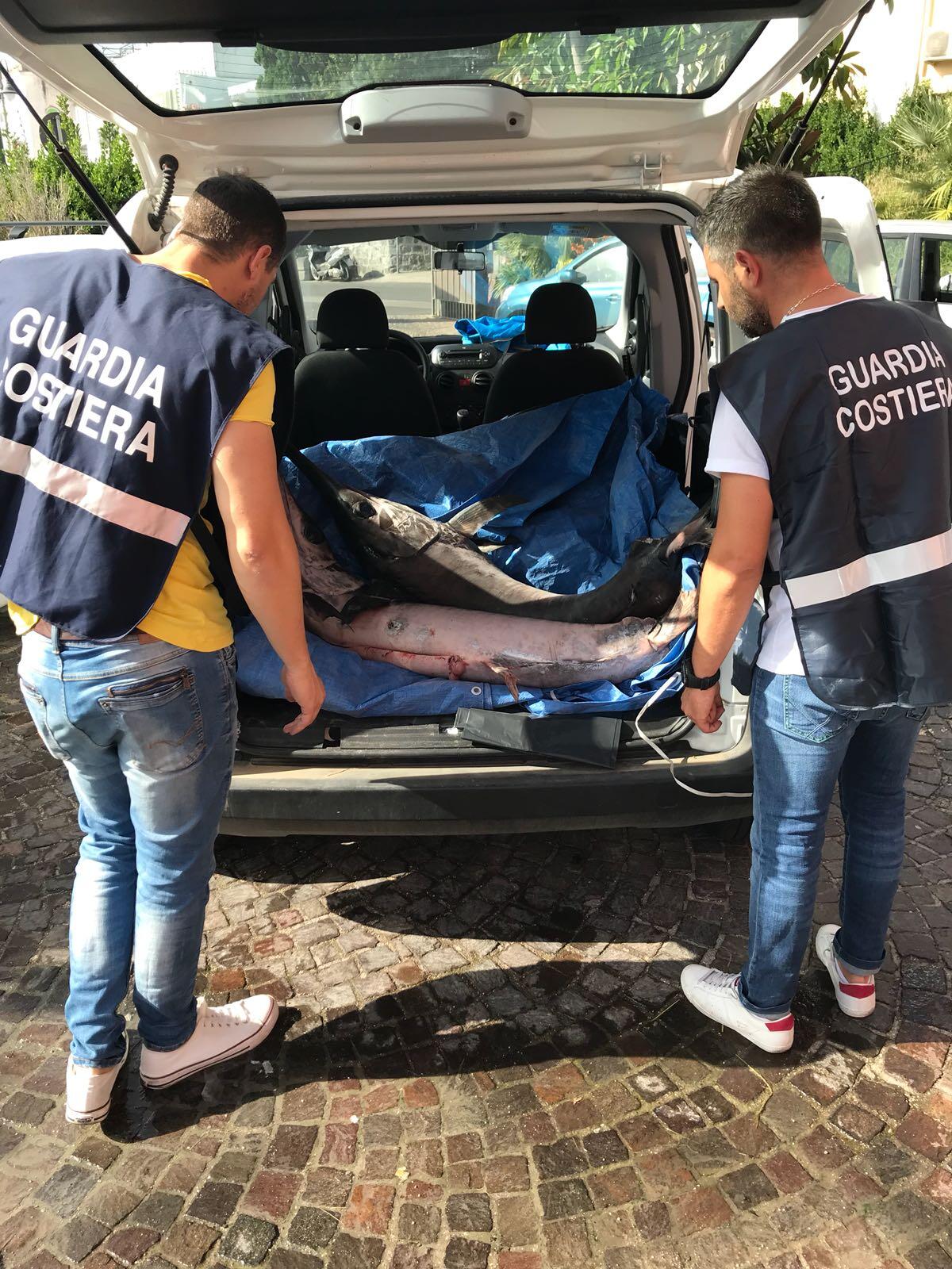 Sequestro pesce spada