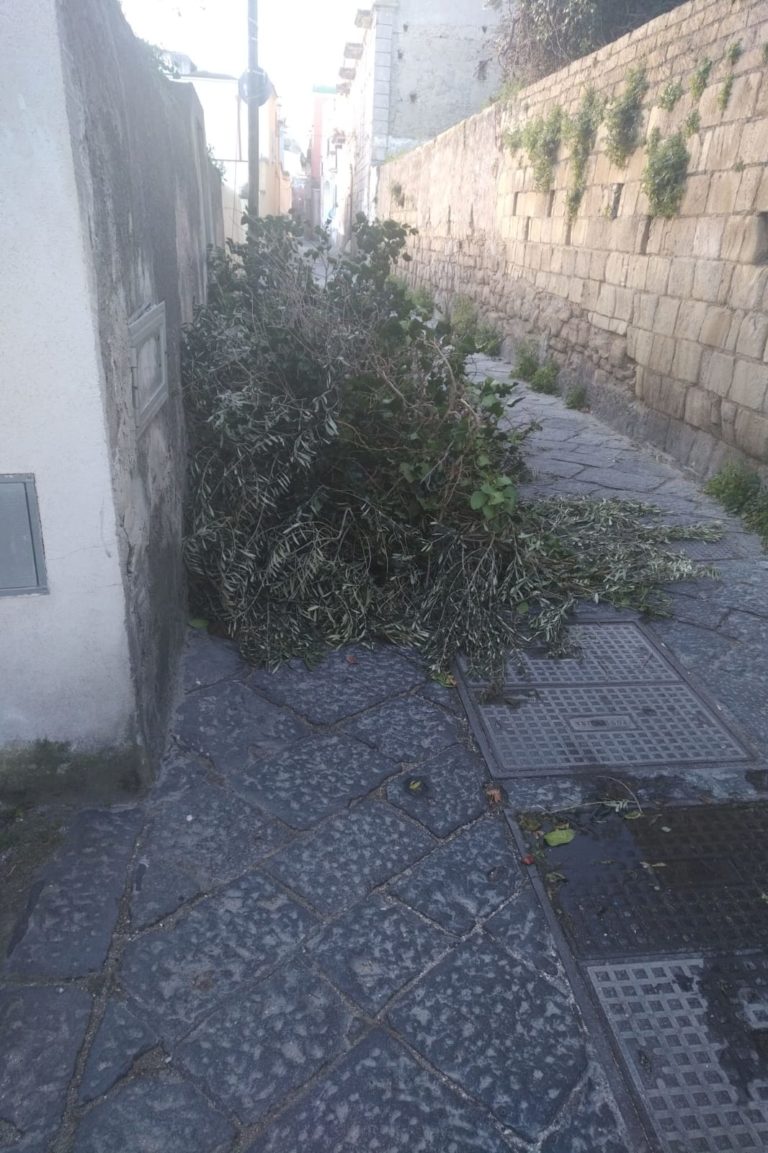 Alberi abbattuti e1552719478929