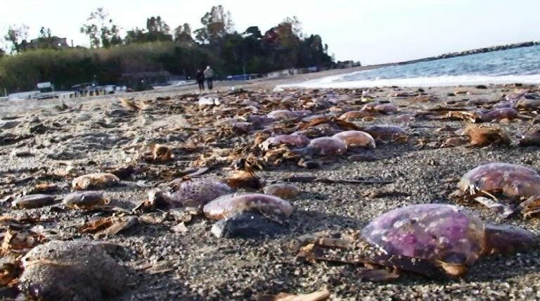 Meduse spiaggia Ischia