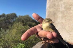 Progetto Migratoring