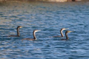 famiglia e1597416518840