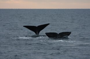 Monitoraggio regno di nettuno scaled e1610538768389