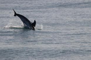 Stenelle Area Marina
