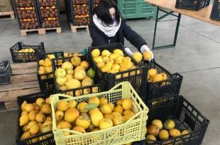 Limoni di Procida ad Africa Mission