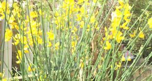 Spartium junceum Ginestra Odorosa