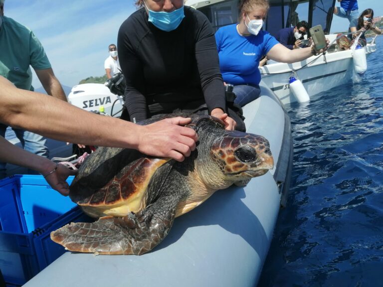 liberazione caretta caretta e1622298664425