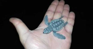 Tartarughe Forio