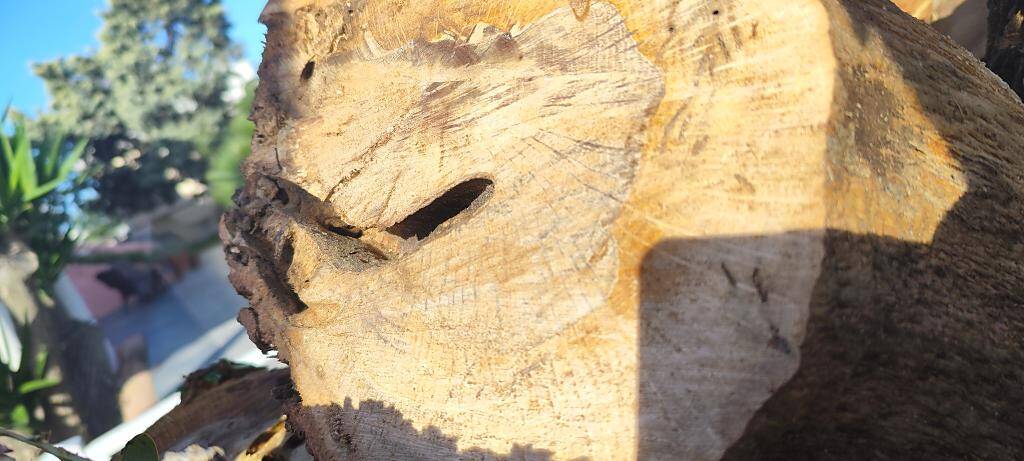 quercia colpita